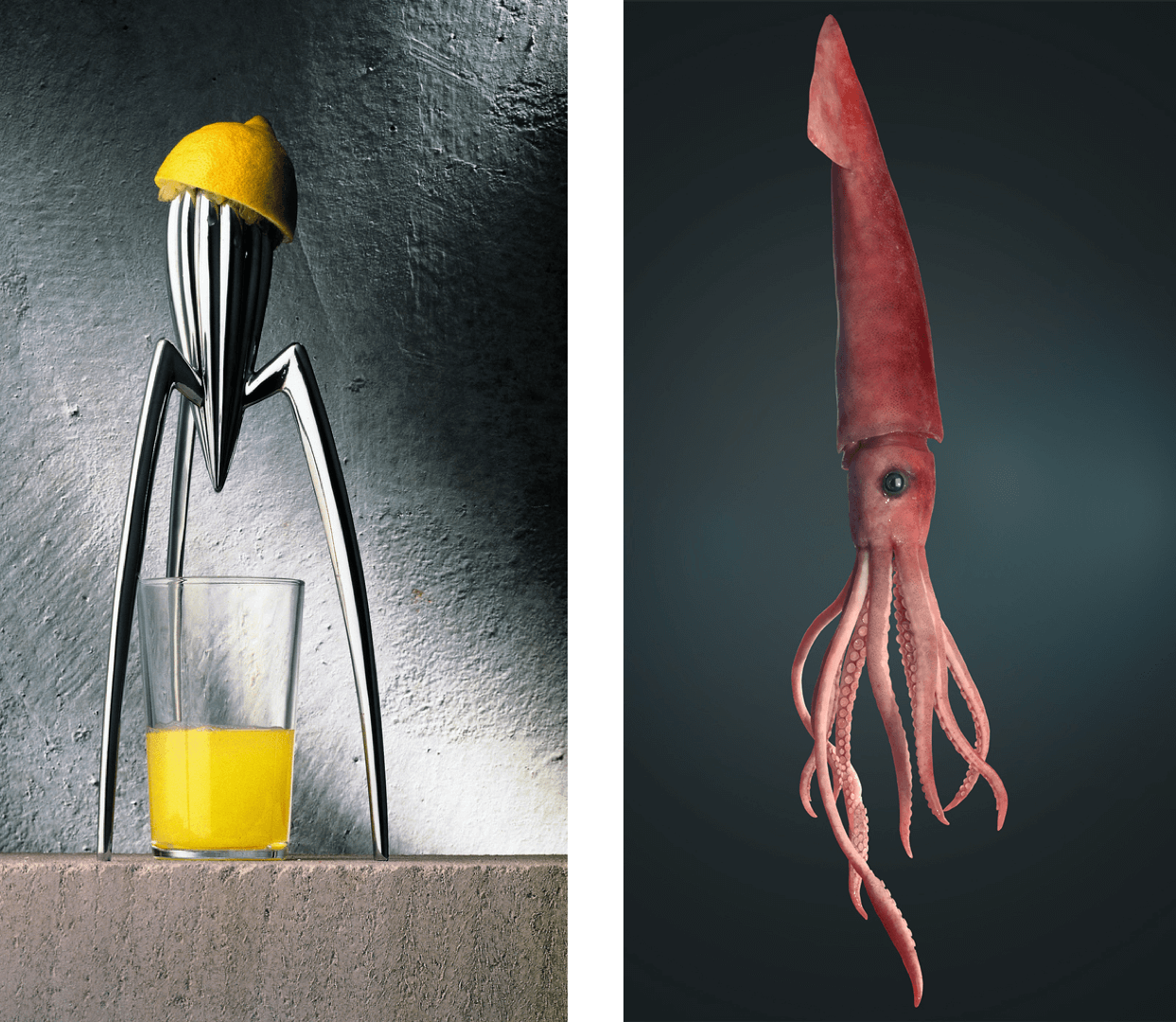 philippe starck's squeezer and squid